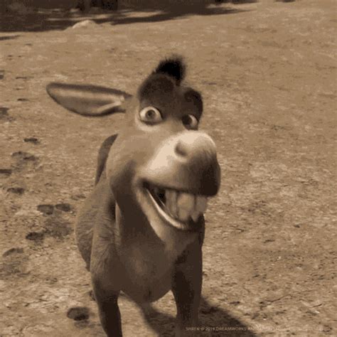 donkey from shrek gif|donkey from shrek funny picture.